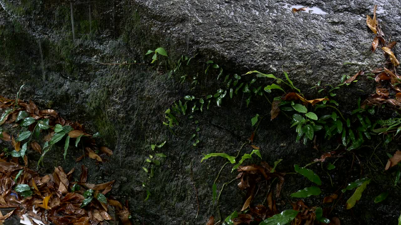 雨在丛林里滴在石头上视频素材