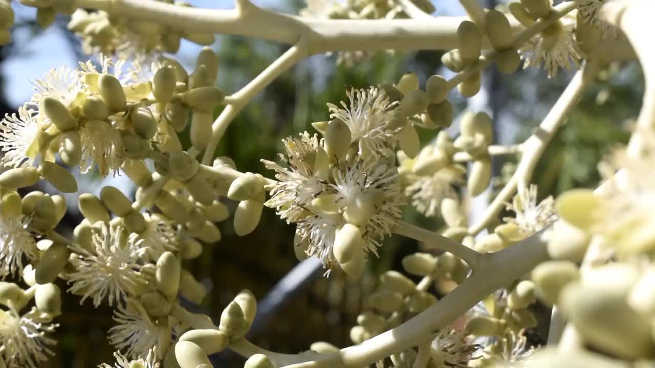 一只正在寻找花蜜的蜜蜂视频素材