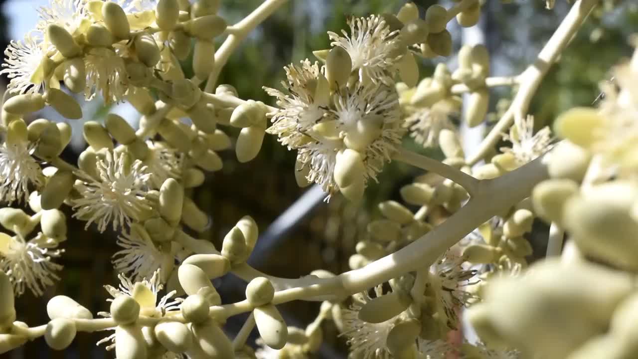 一只正在寻找花蜜的蜜蜂视频素材