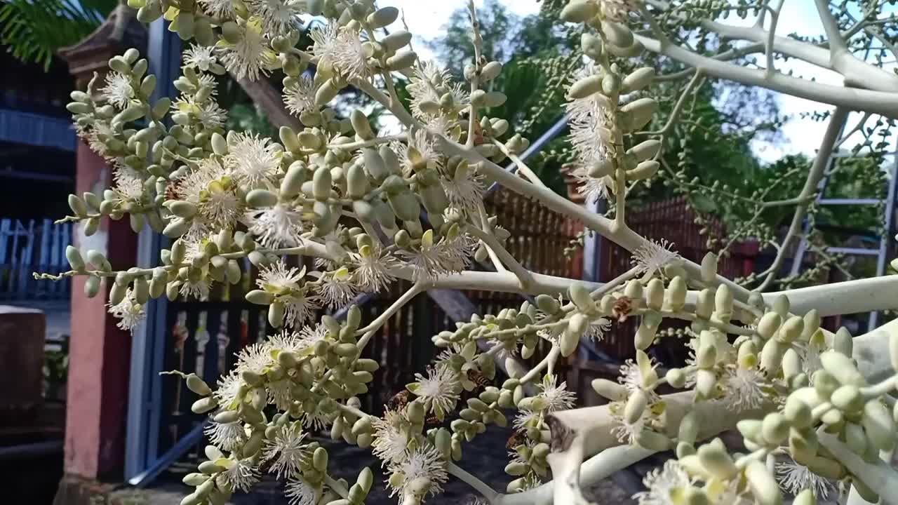 一只正在寻找花蜜的蜜蜂视频素材