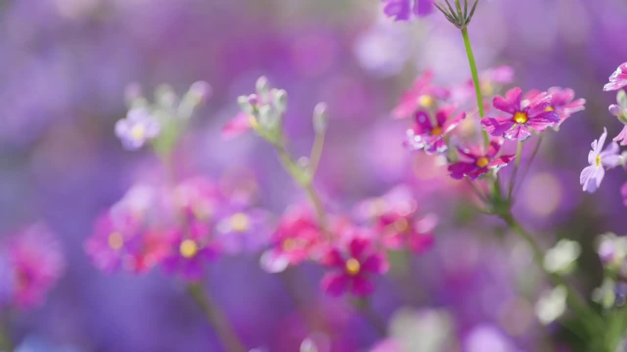 新鲜的报春花盛开视频素材