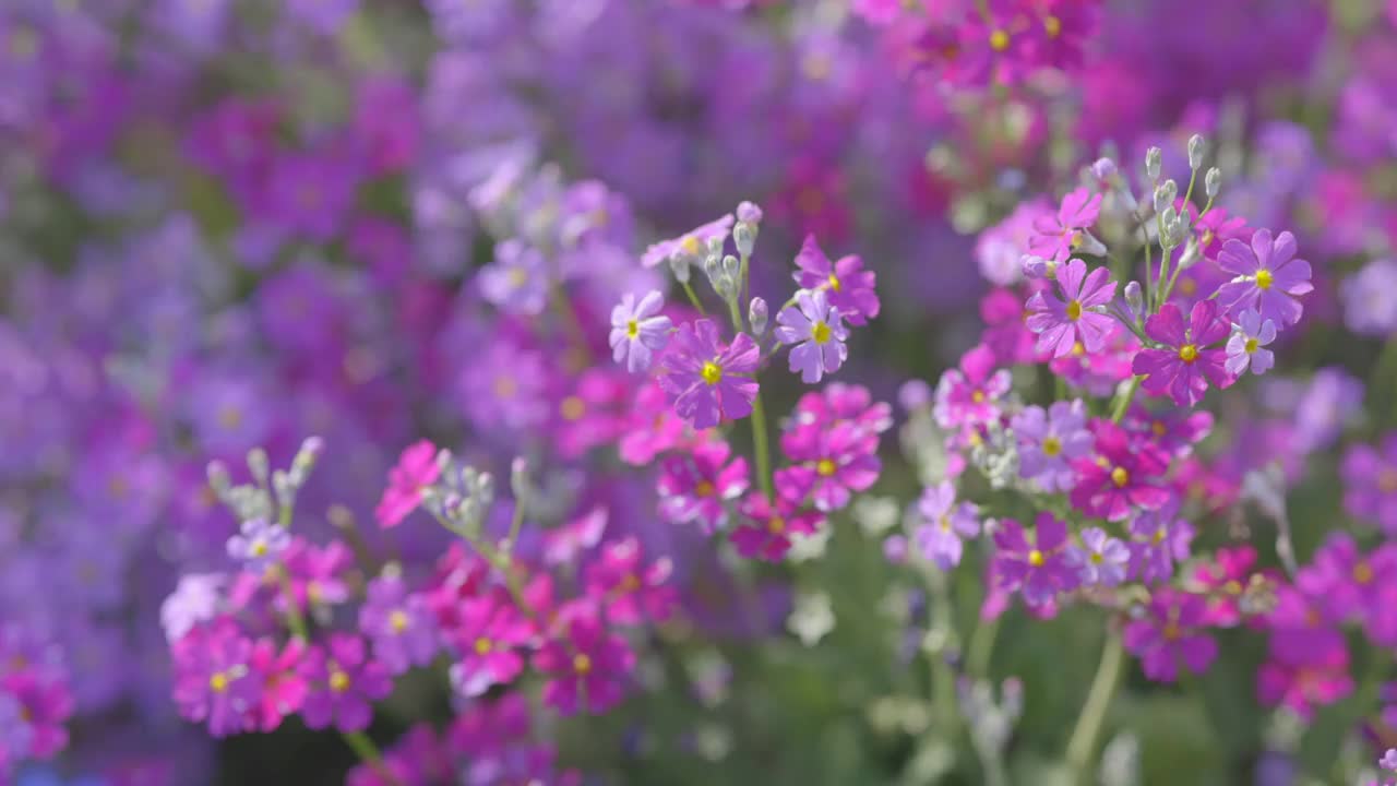 新鲜的报春花盛开视频素材