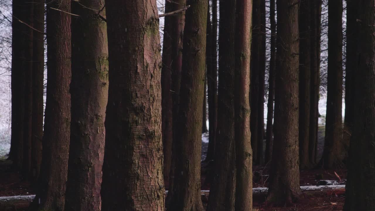 在一个晴朗的日子里，森林里的树木被大雪覆盖着视频素材