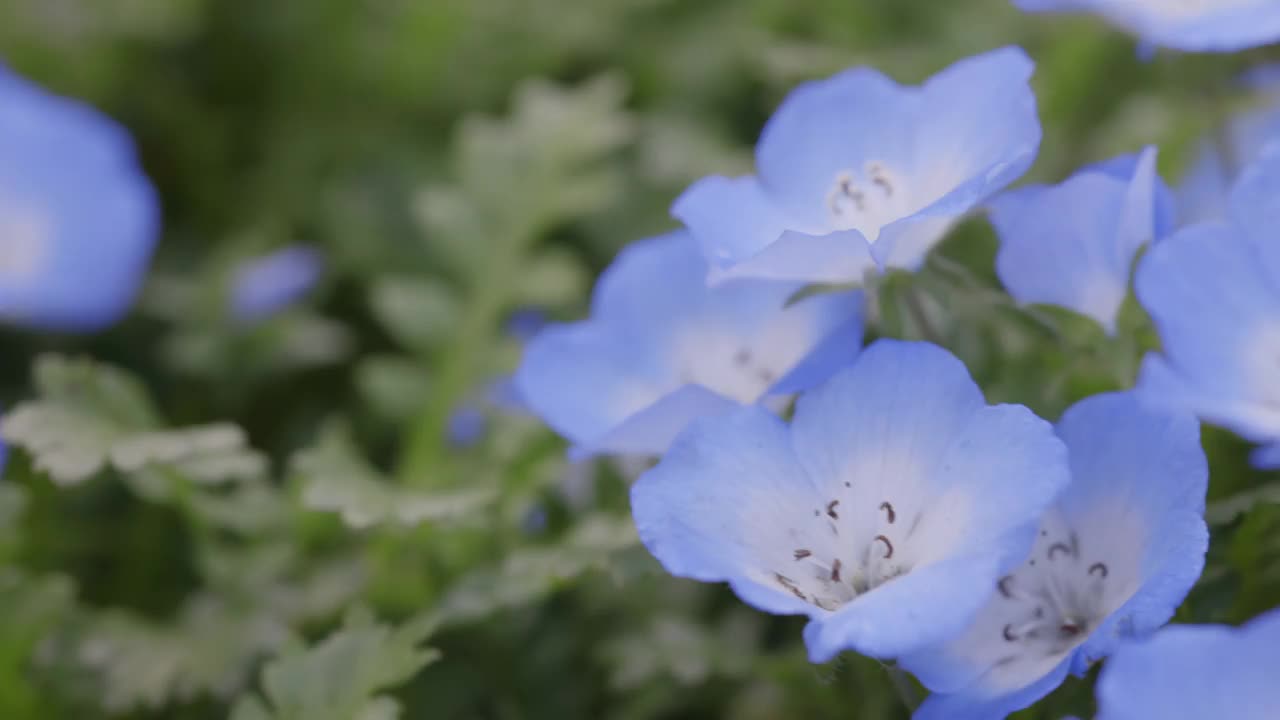 鲜花盛开的莫尼菲拉视频素材