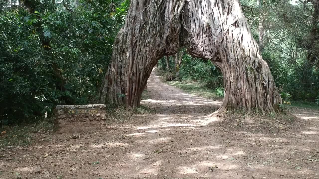 驱车向前穿过一棵无花果树的大豁口，有一条路穿过这棵树视频素材