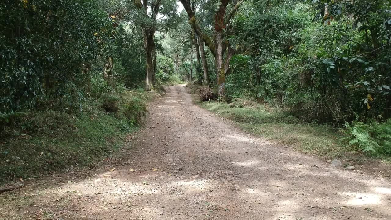 驱车向前穿过一棵无花果树的大豁口，有一条路穿过这棵树视频素材