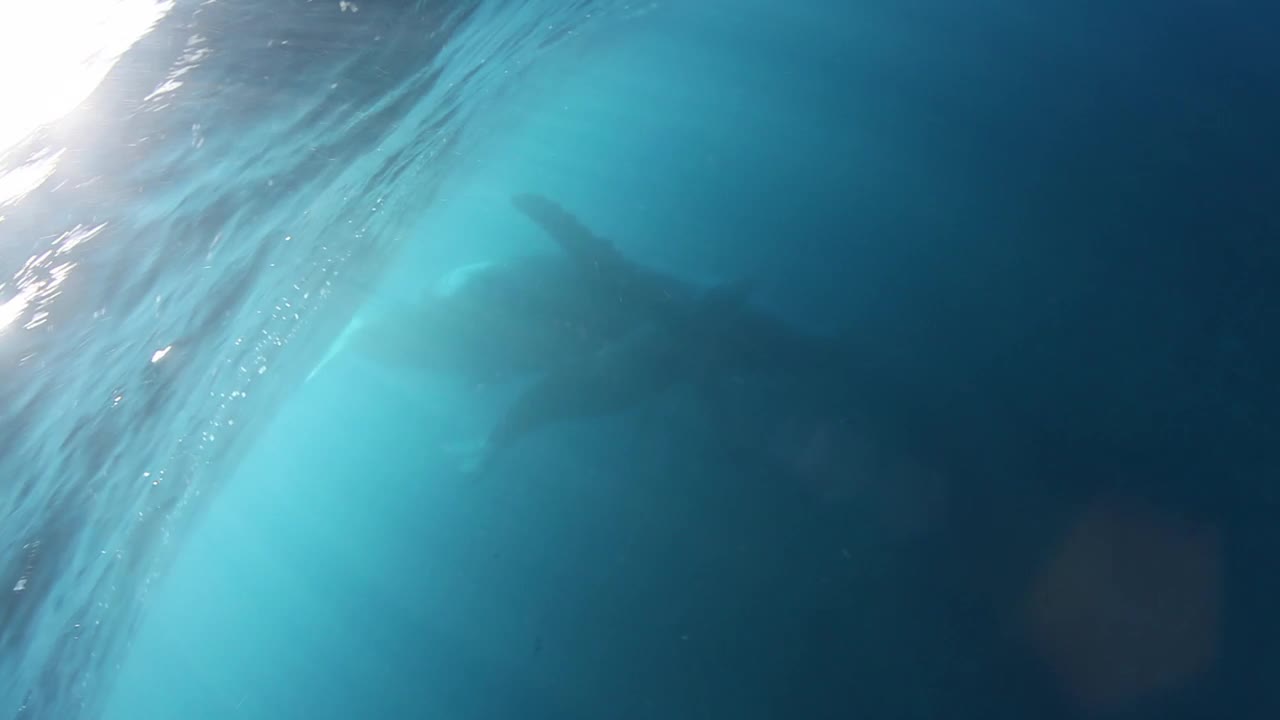 巨大的海洋动物座头鲸幼崽和母亲在水下海洋。视频素材