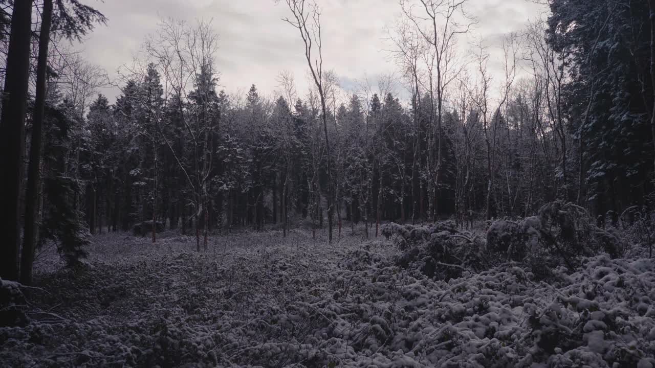 在一个晴朗的日子里，森林里的树木被大雪覆盖视频素材