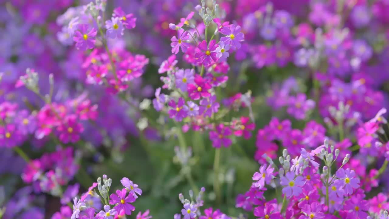 新鲜的报春花盛开视频素材