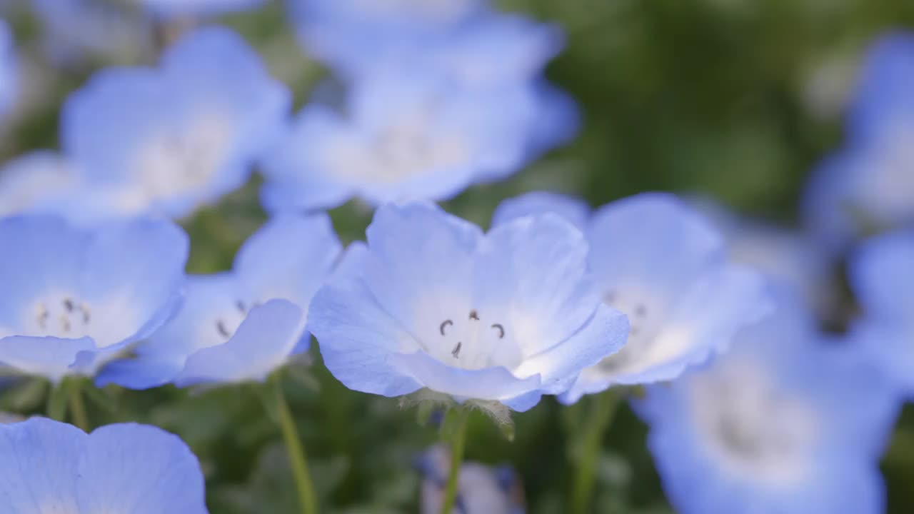 鲜花盛开的莫尼菲拉视频素材