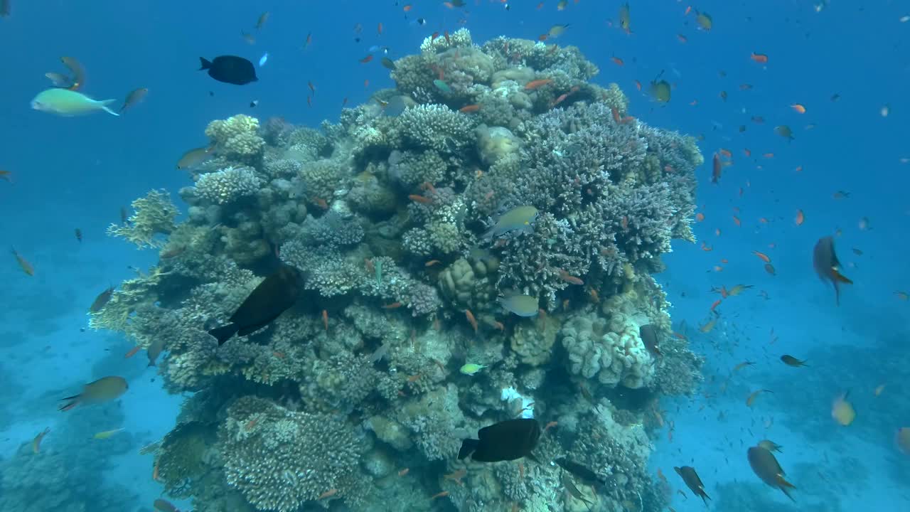 慢镜头，阳光下蓝色的海水背景下，彩色的热带鱼在柱状珊瑚礁附近游动。海洋中的水下生物。摄像机向前移动，接近暗礁视频素材