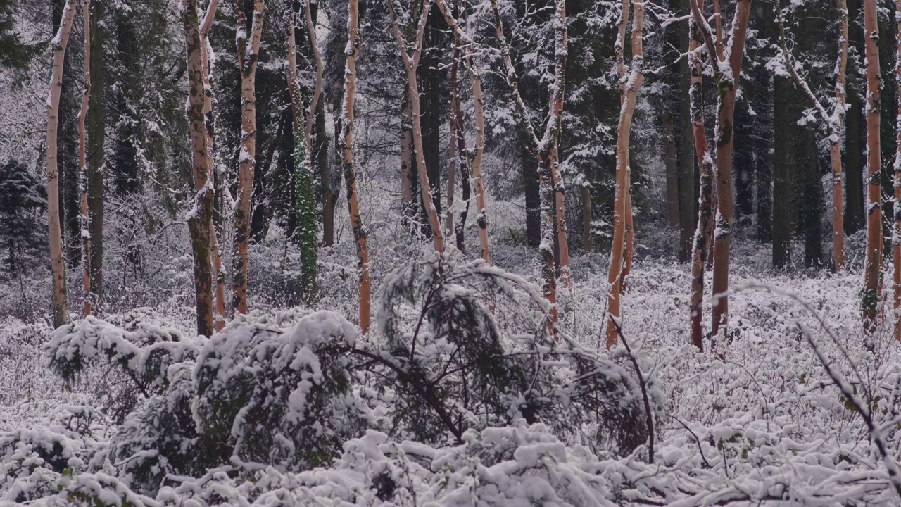 在一个晴朗的日子里，森林里的树木被大雪覆盖视频素材