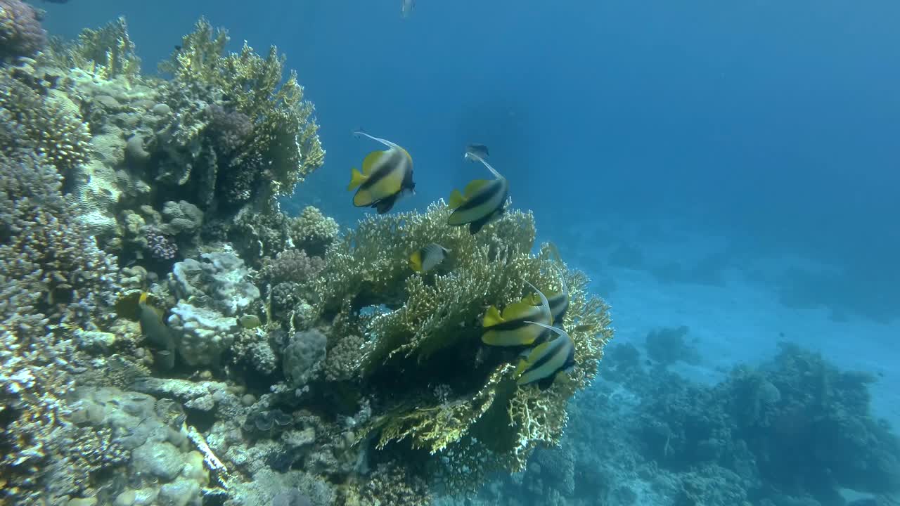 近景，鱼群红海旗鱼(Heniochus intermedius)游动在珊瑚礁附近。摄像机向前移动，接近一群鱼。慢动作视频素材