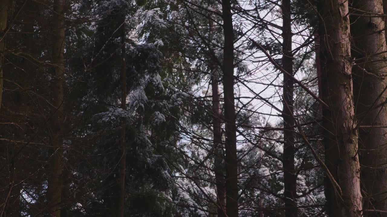 在一个晴朗的日子里，森林里的树木被大雪覆盖视频素材