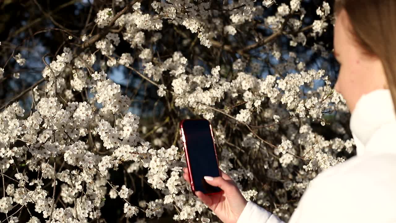 金发姑娘嗅着花树，春树开花，春天来了视频素材