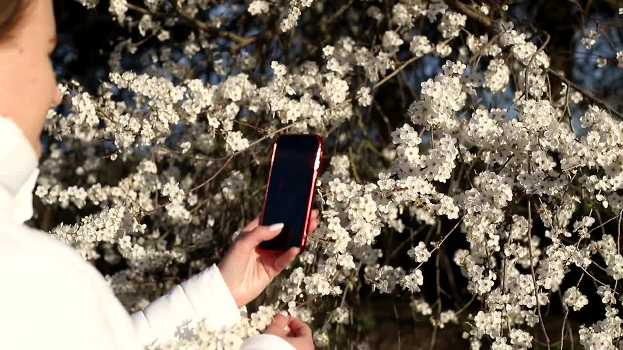 金发姑娘嗅着花树，春树开花，春天来了视频素材