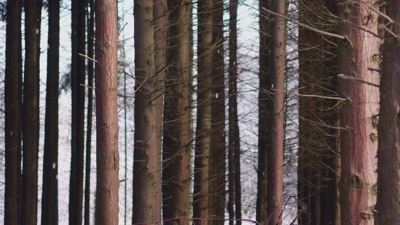 在一个晴朗的日子里，森林里的树木被大雪覆盖视频素材