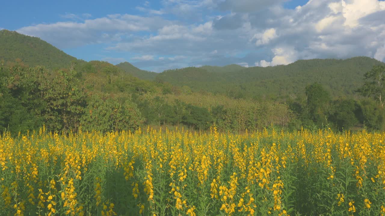 黄山花园视频素材