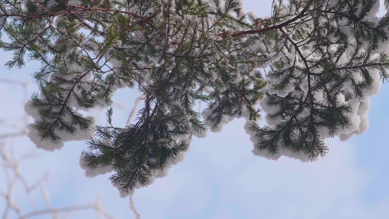 在一个晴朗的日子里，森林里的树木被大雪覆盖视频素材