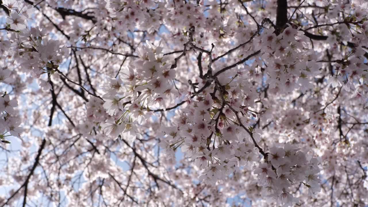 日本的樱花视频素材