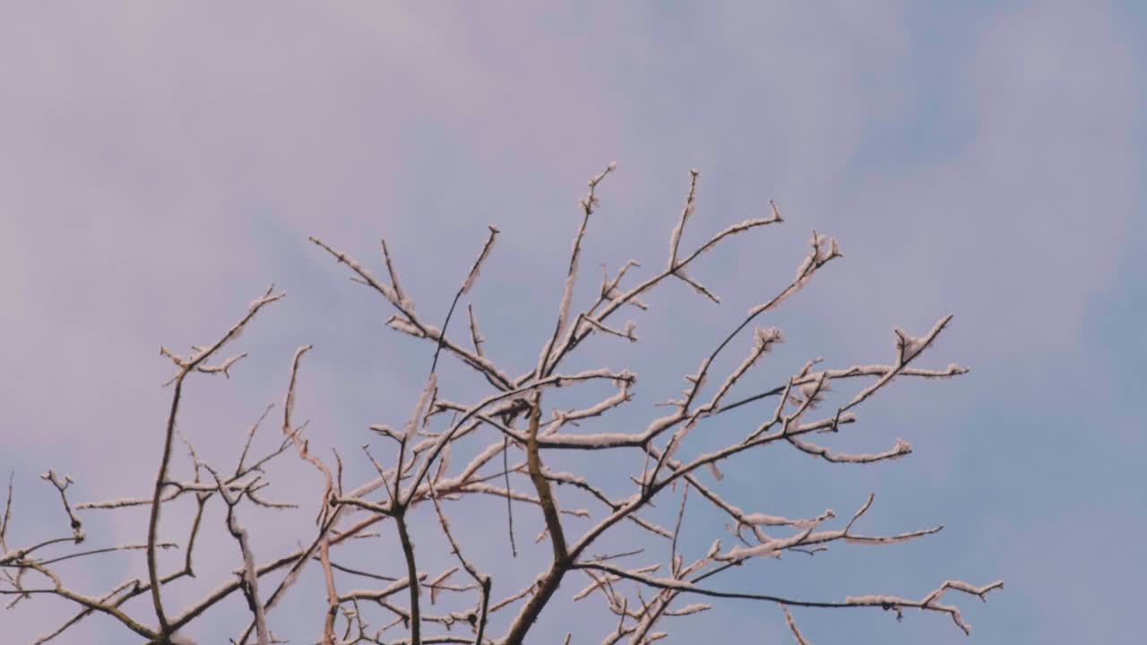 在一个晴朗的日子里，森林里的树被大雪覆盖着视频素材