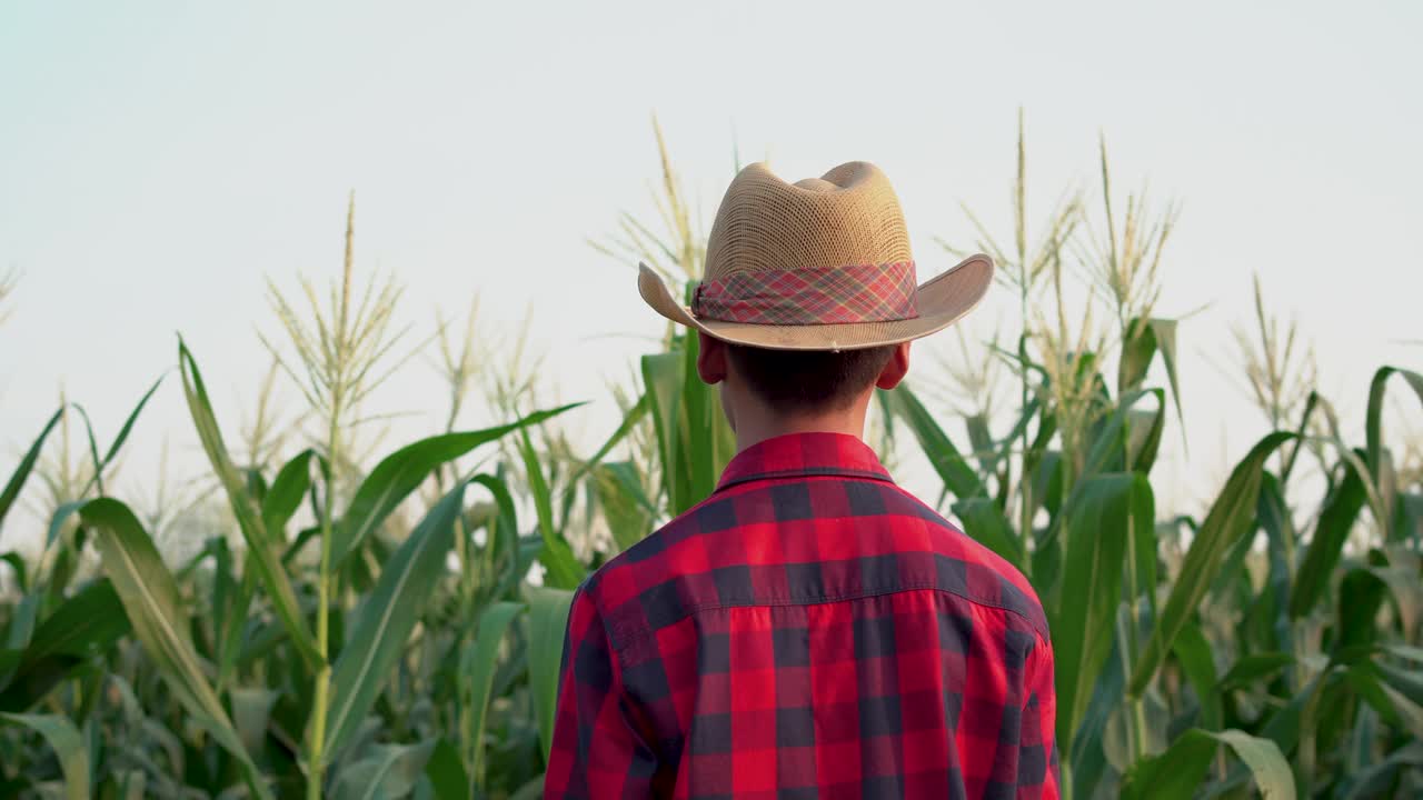 一位年轻的农民戴着帽子站在玉米种植园里视频素材