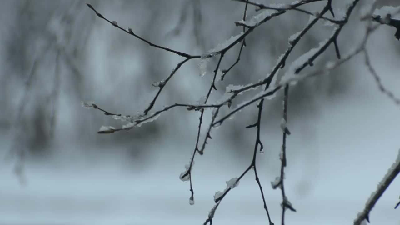 结了雪的树枝在风中摇曳视频素材