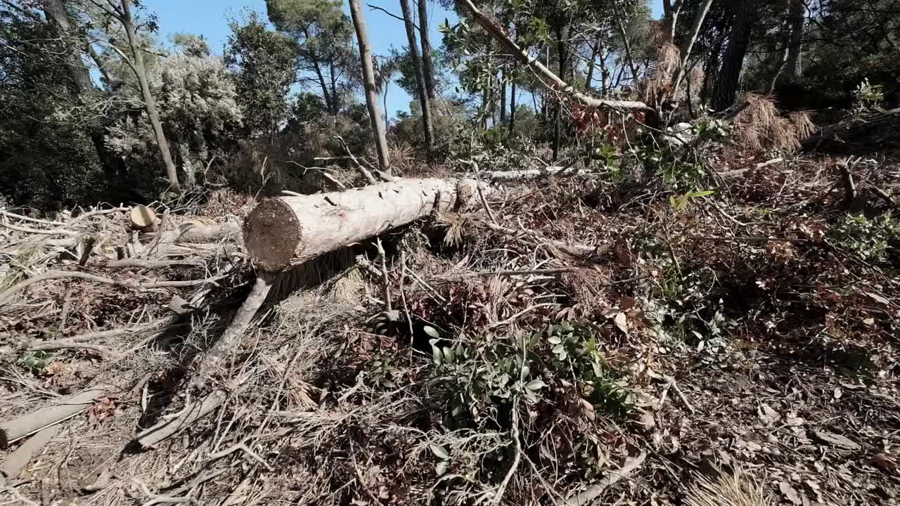 倒下的松树视频素材