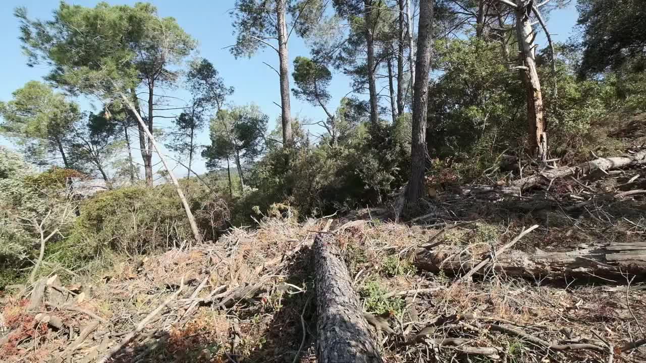 倒下的松树视频素材