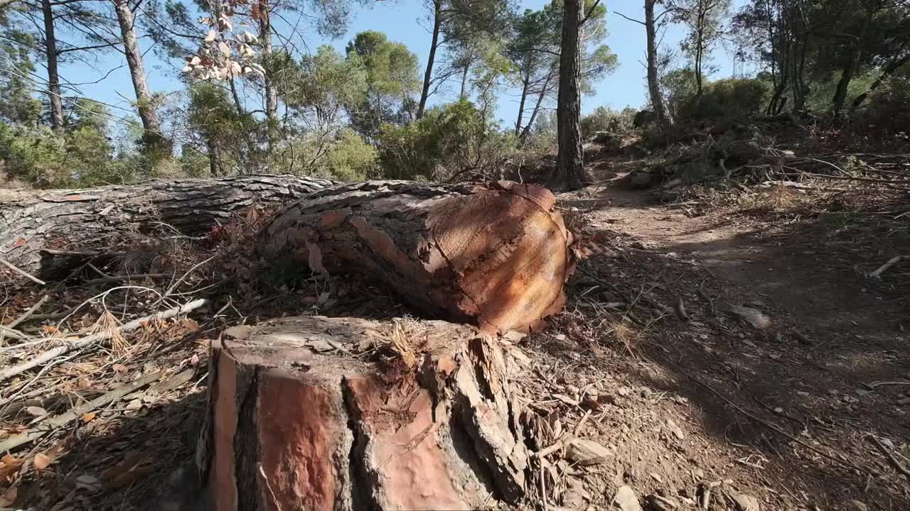 倒下的松树视频素材