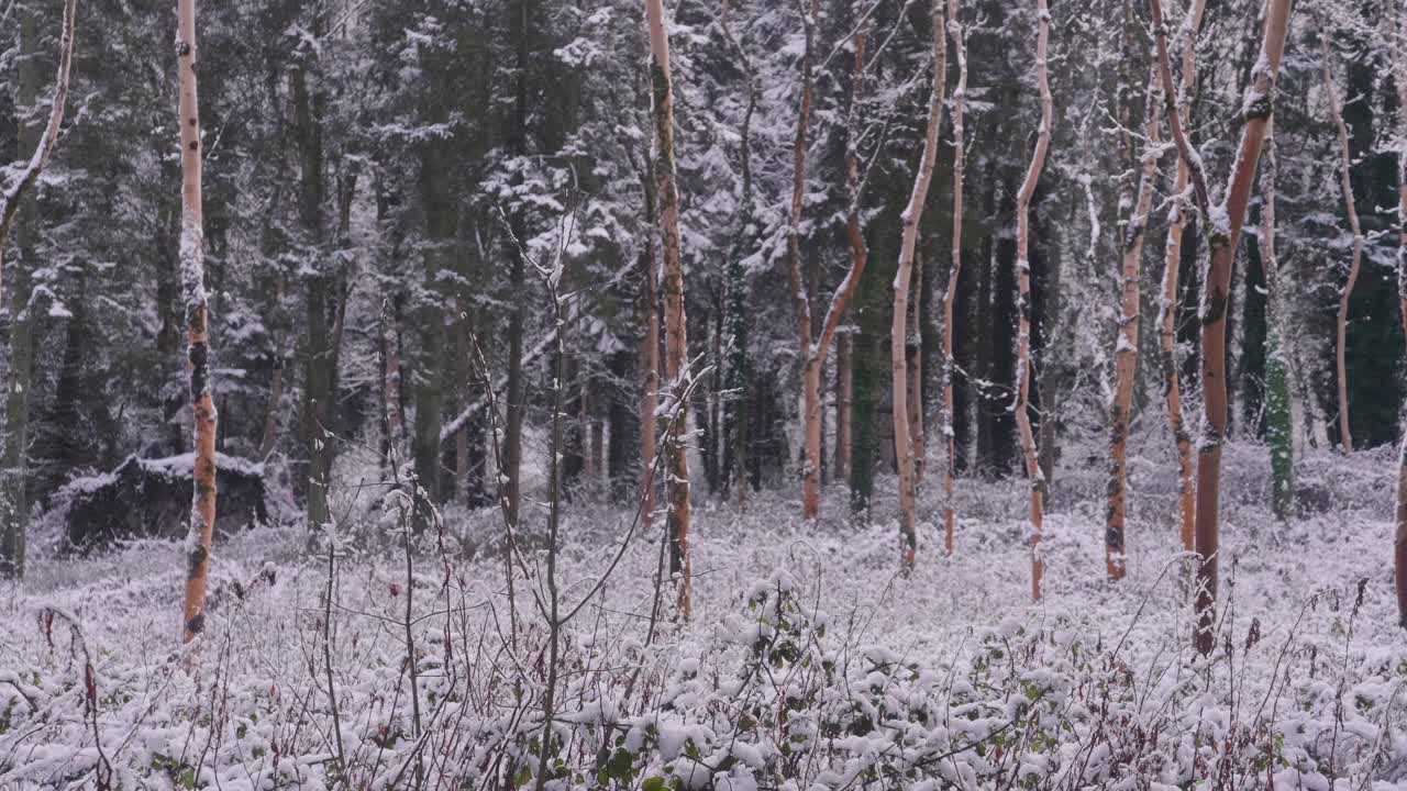 在一个晴朗的日子里，森林里的树被大雪覆盖着视频素材