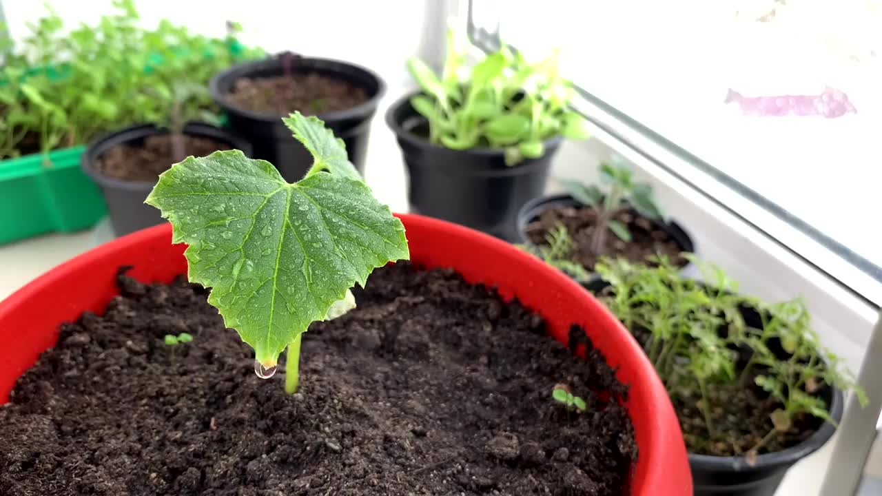 在房子的窗台上洒上绿色幼苗，西红柿，黄瓜，生菜视频素材