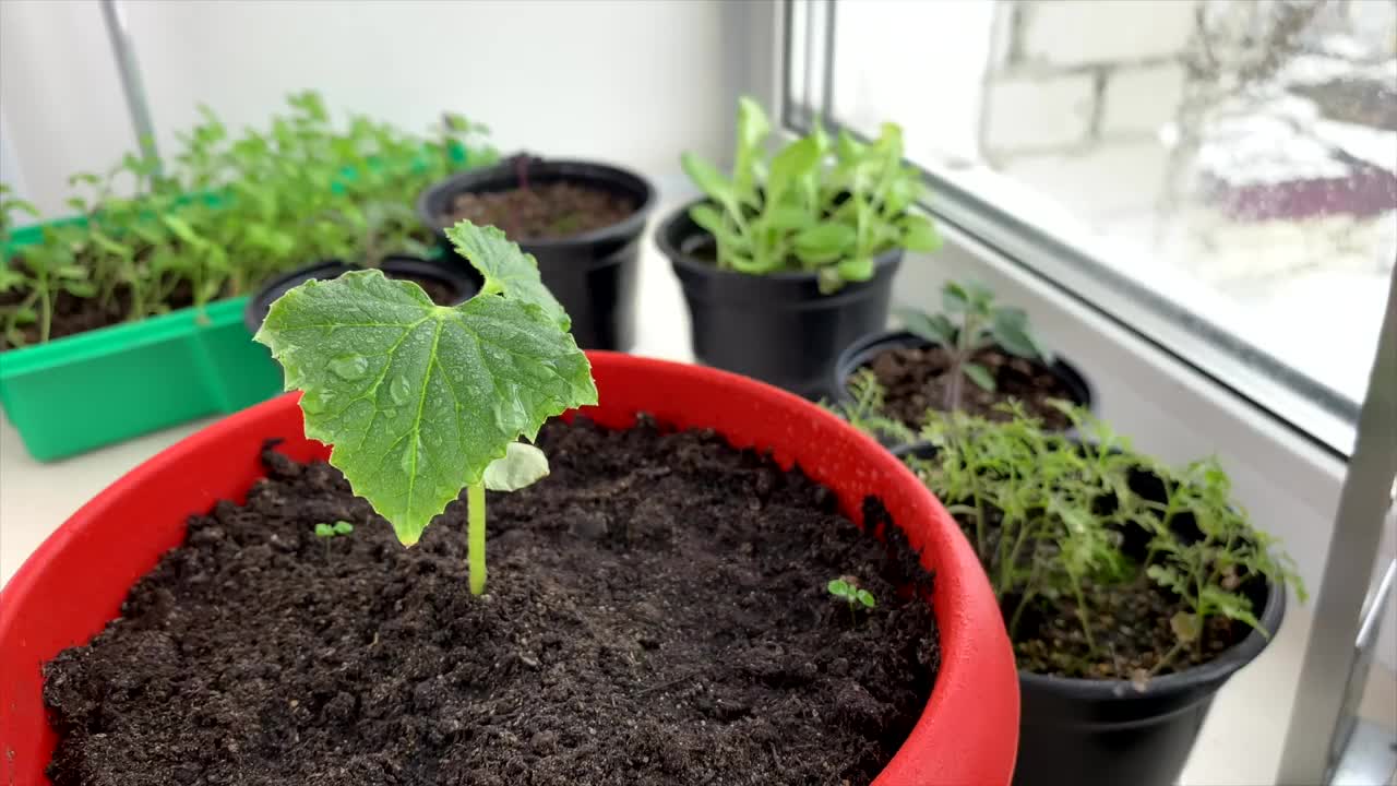 在房子的窗台上洒上绿色幼苗，西红柿，黄瓜，生菜视频素材