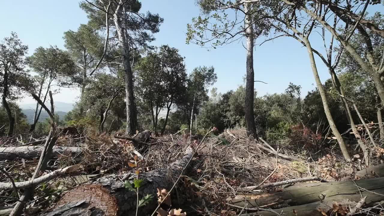 树木砍伐视频素材