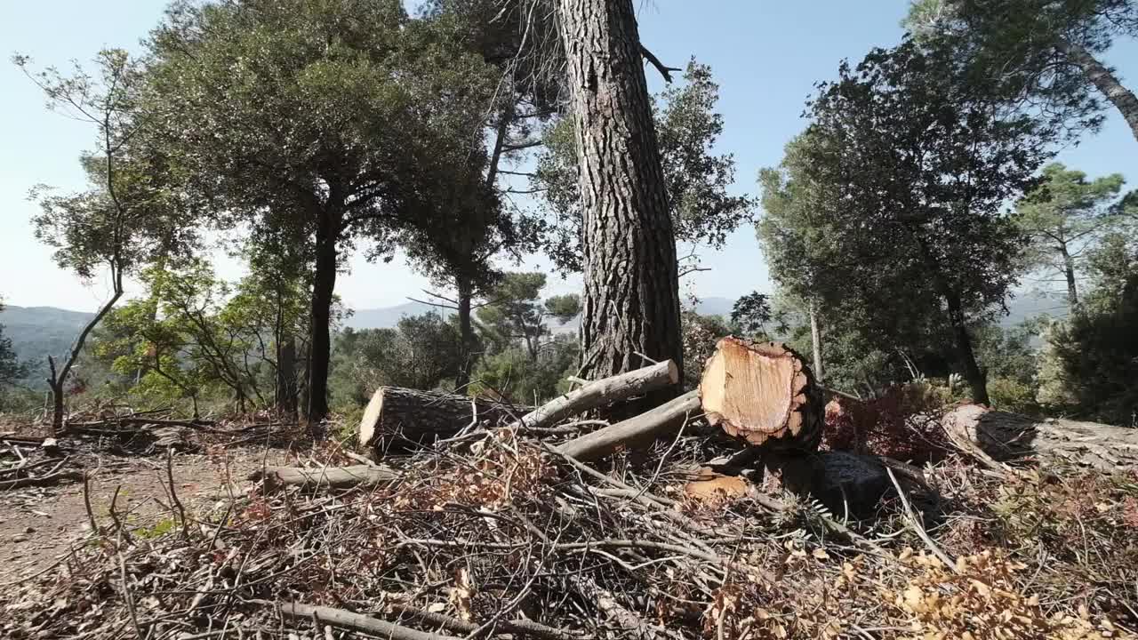 树木砍伐视频素材