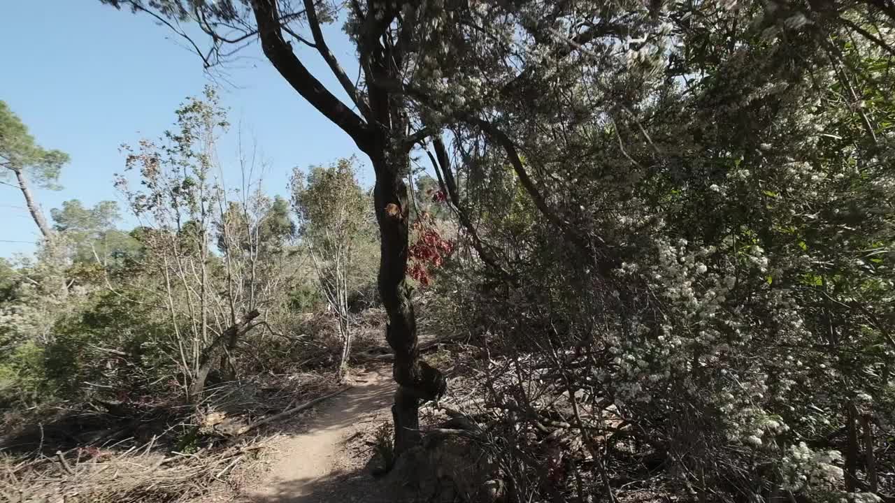 树木砍伐视频素材