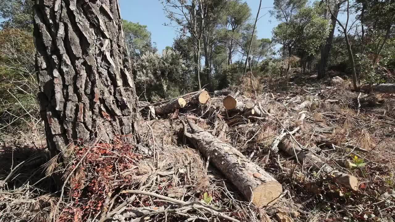 树木砍伐视频素材