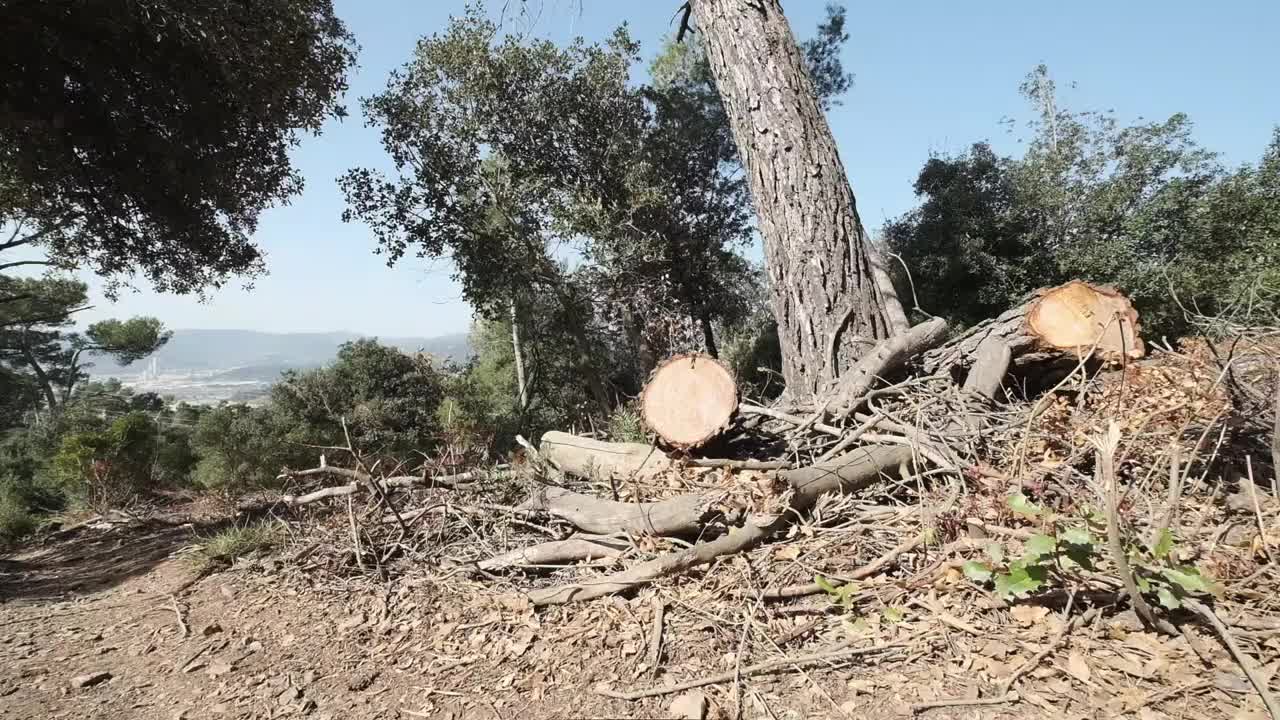 树木砍伐视频素材