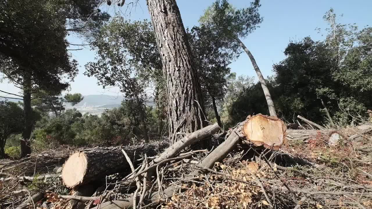 树木砍伐视频素材