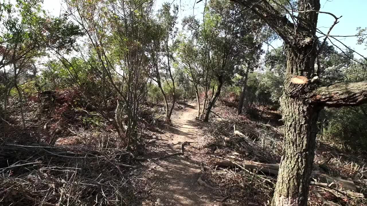 树木砍伐视频素材