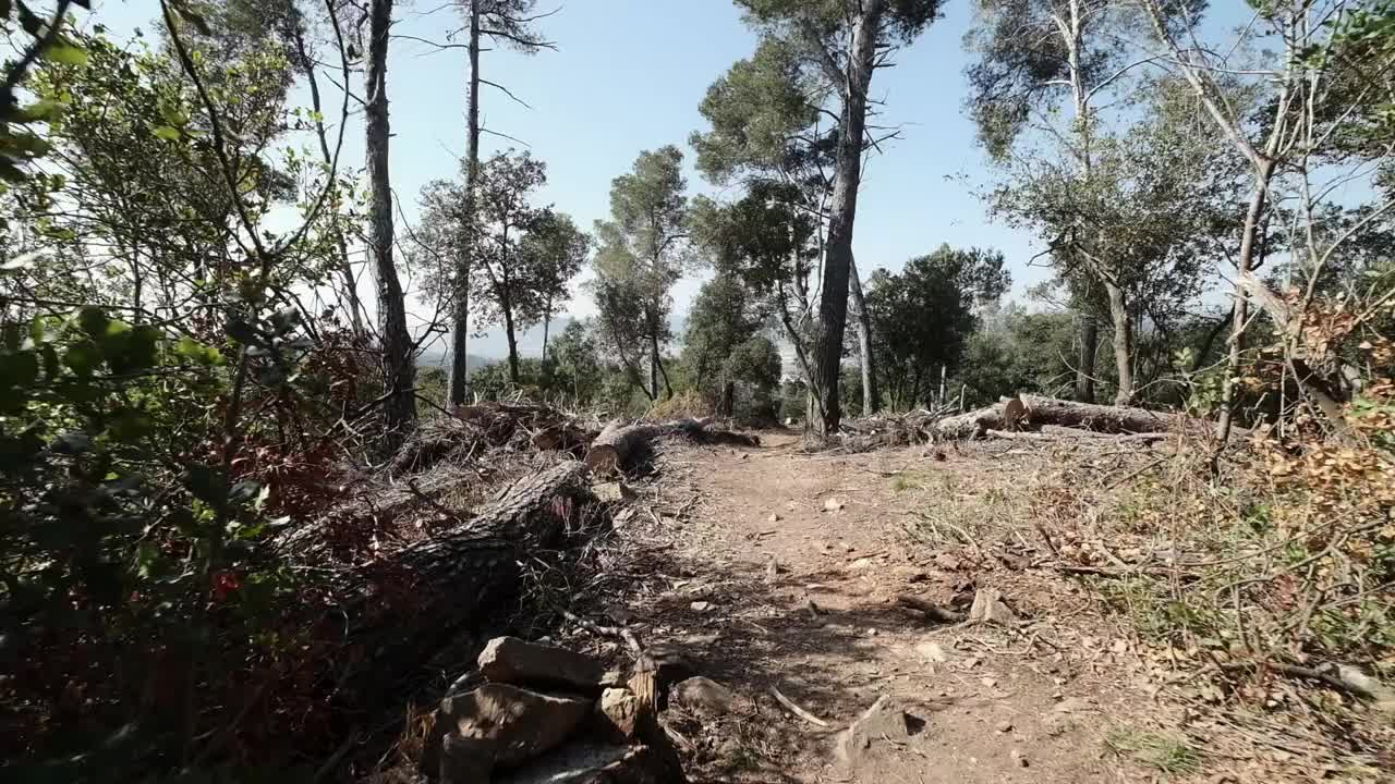 树木砍伐视频素材