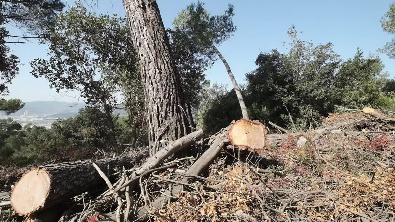 树木砍伐视频素材