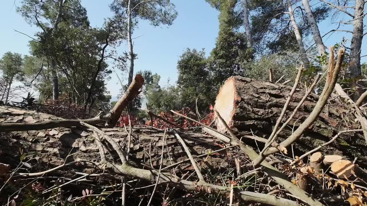 树木砍伐视频素材