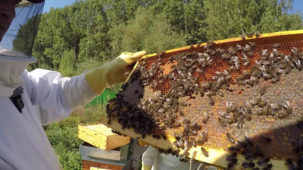 近距离观察蜜蜂在蜂房的蜂巢视频素材