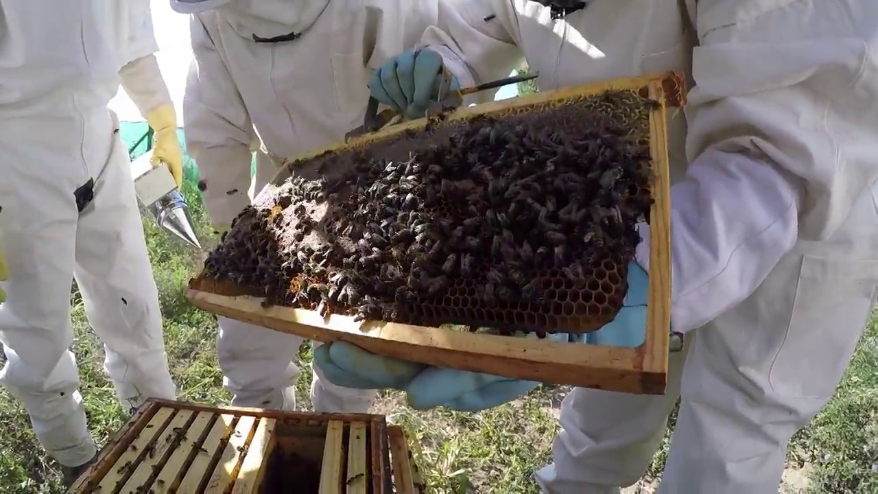 养蜂人向其他养蜂人展示一个装满蜜蜂的蜂巢视频素材