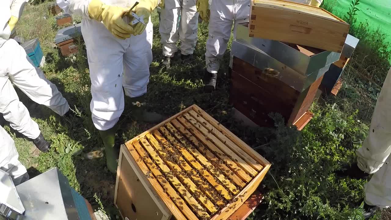 养蜂人熏蒸蜜蜂和清除蜂巢视频素材