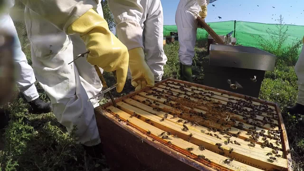 养蜂人从蜂箱中得到一个框架。视频素材