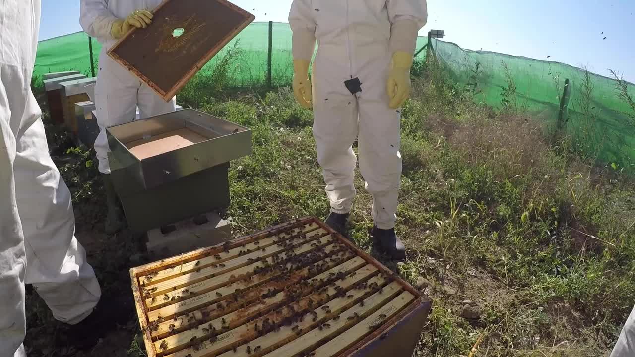 蜜蜂粘在相机的玻璃上的形象非常逼真视频素材