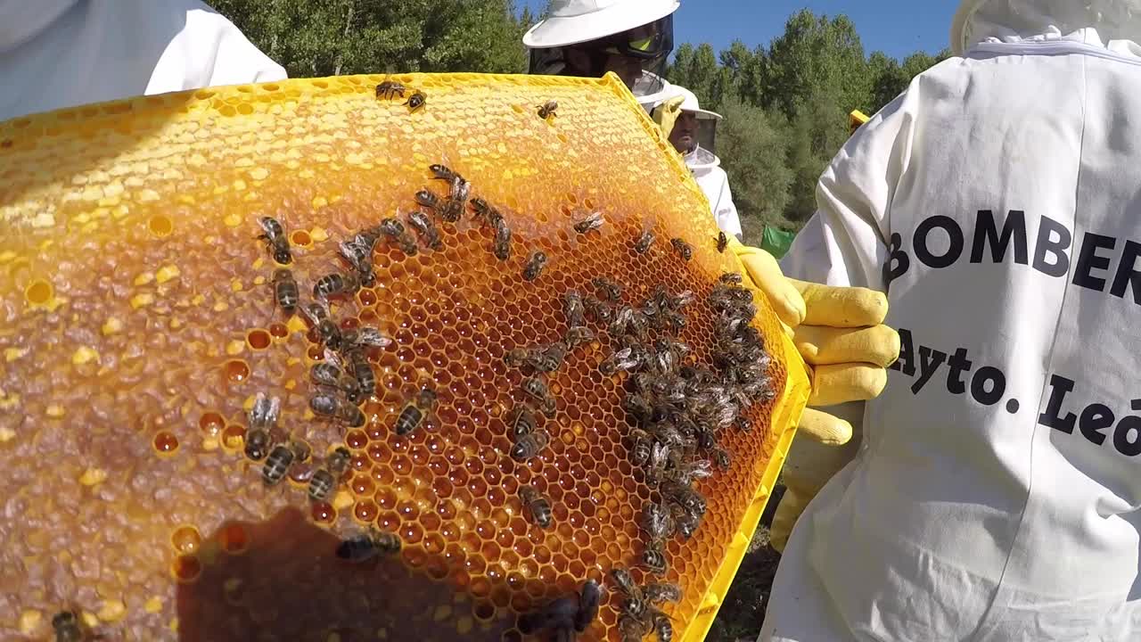 养蜂人在养蜂场工作，从蜂箱和蜂巢中取出蜂蜜。视频素材