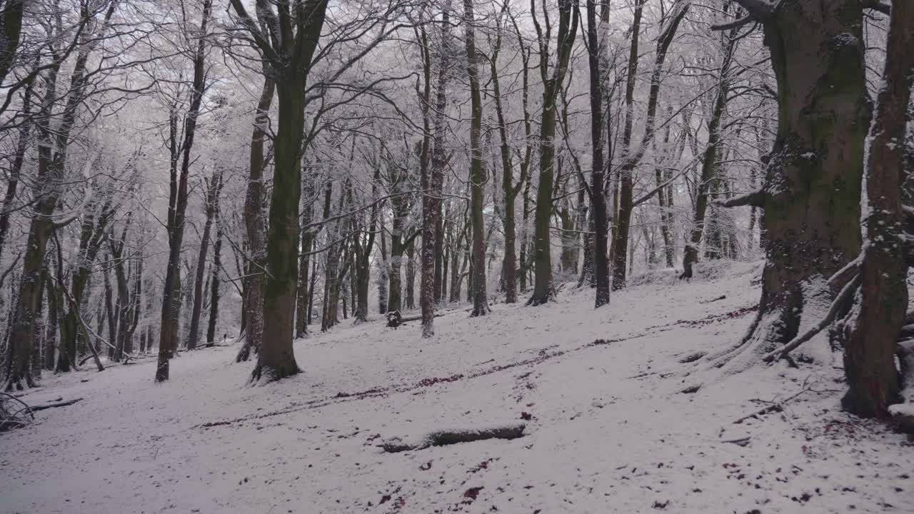 在一个晴朗的日子里，森林里的树被大雪覆盖着视频素材